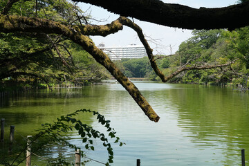 井之頭公園の池に張り出した木
