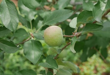 未成熟のリンゴ2025070301