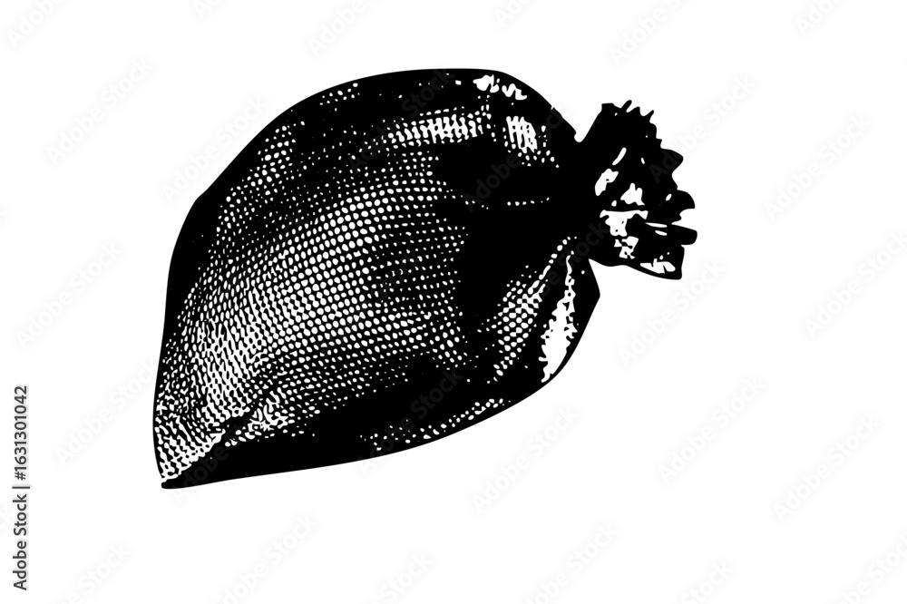Poster vector detailed of a textured seashell with a jagged opening.