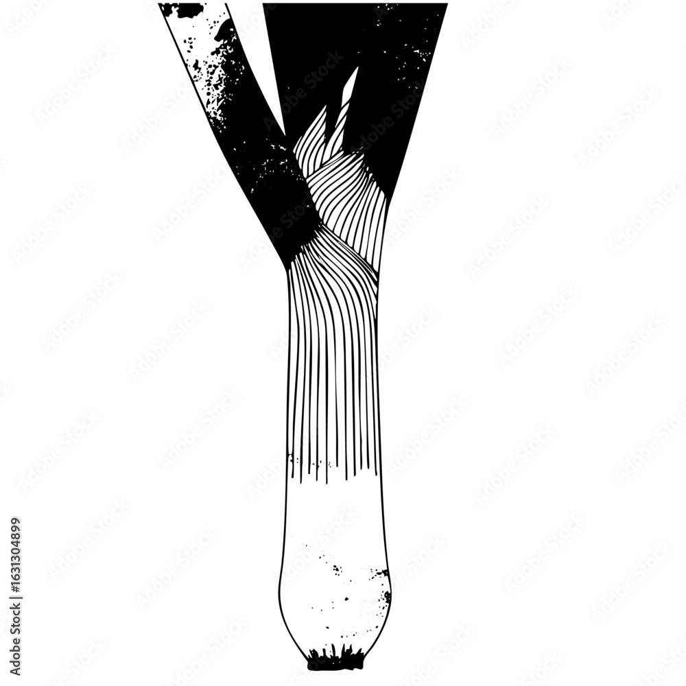 Poster vector detailed vector of a leek with linear textures.