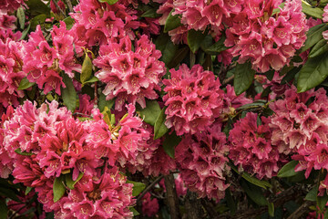 Pink rhododendron blossom 