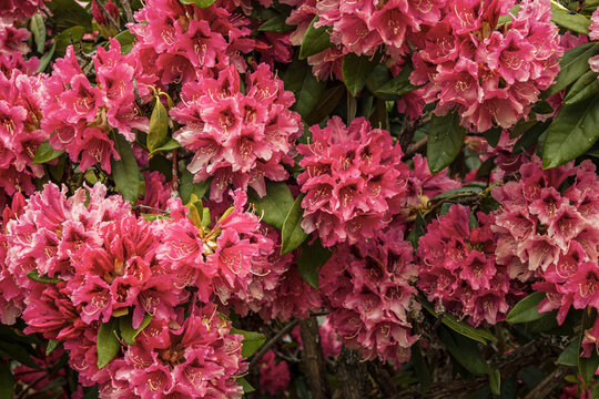 Pink rhododendron blossom 