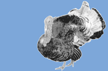 close up of wild turkey pixelate grayscale color halftone dotted texture style collage element isolated on blue background