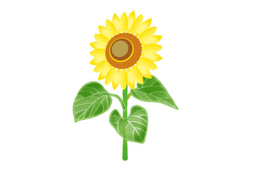 himawari_sozai202508-09