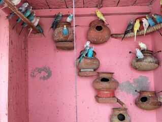 Parrots 