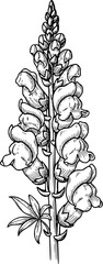 Botanical Line Art Illustration