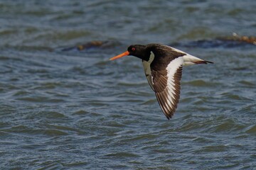 Oystercatcher in Flight Over Water