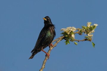Starling on Flowering Branch Against Blue Sky