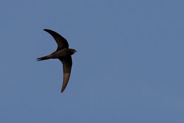 Swift Bird in Flight