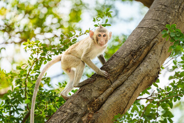 Full body side view of Macaca or little brown monkey in a natural forest park climbing a tree. It turns its head to meet your gaze and is enjoy, curious, at Khao Ngu Stone Park, Ratchaburi, Thailand.