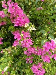 pink flowers in the garden