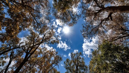 Obraz premium Sunny sky seen through autumn trees