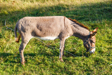 A donkey grazing in a field nibbles grass
