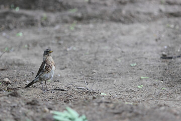 A Fieldfare (Turdus Pilaris) Thrush Bird Standing On Bare Ground, Looking Curiously. Wildlife Scene With Copy Space.