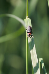 Close Up Of A Red And Black Soldier Beetle (Cantharis Fuscipennis) Resting On A Green Grass Blade In The Sun. Vertical Macro Insect Photography.