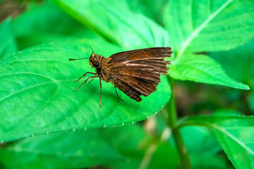 Macro Shot of Brown Butterfly on Green Leaf in Tropical Garden