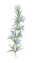 Fresh rosemary sprig with delicate blue flowers isolated on transparent background