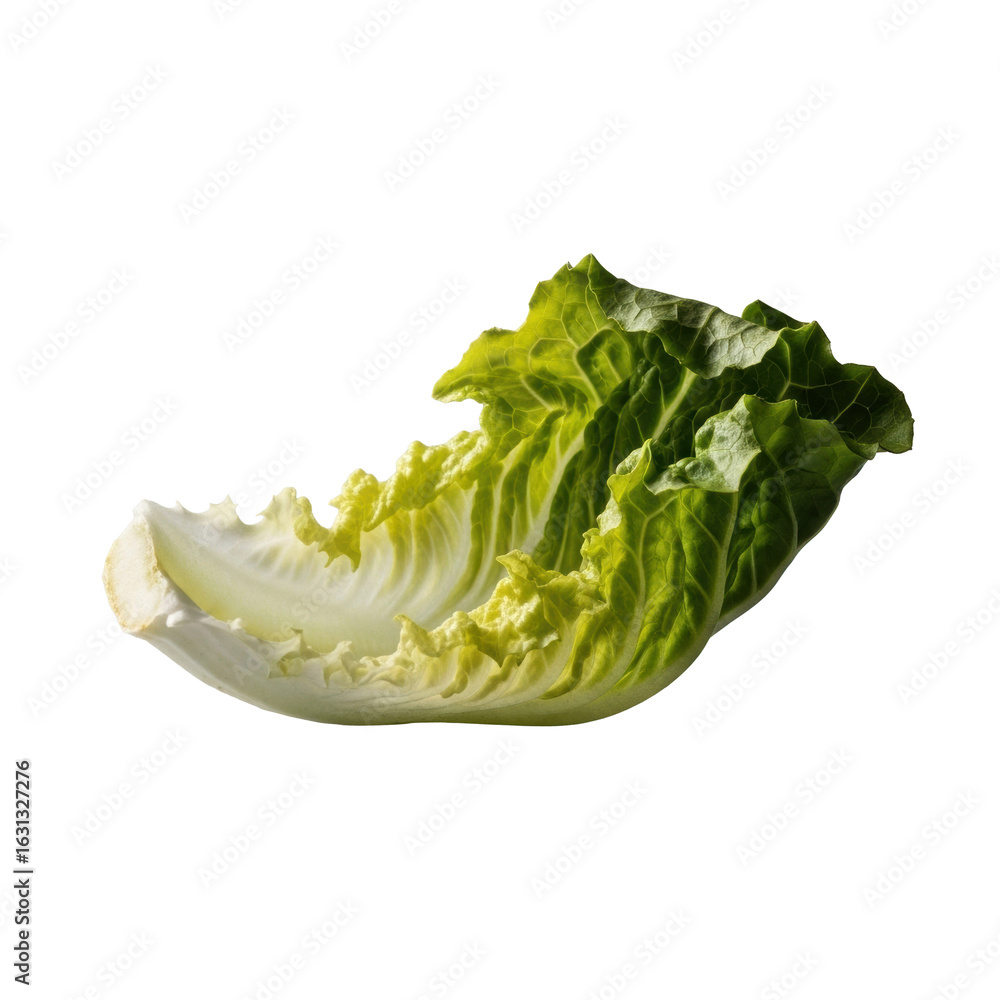 Poster a single, delicate, wilted butter lettuce leaf with crumpled, silk-like texture and intricate folds,
