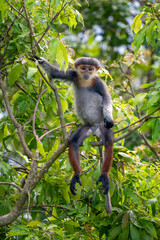 Red-shanked Douc Langur - Pygathrix nemaeus, beautiful unique colored primate endemic to tropical forests of Southeast Asia, Son Tra, Vietnam.