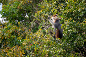 Red-shanked Douc Langur - Pygathrix nemaeus, beautiful unique colored primate endemic to tropical forests of Southeast Asia, Son Tra, Vietnam.