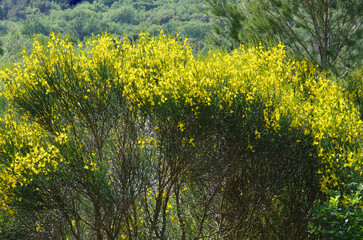 The broom bush with yellow flowers is a symbol of courage, unity, and solidarity. It is toxic if ingested and grows in difficult terrain.