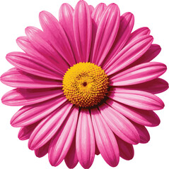 Obraz premium Flower with Pink Petals and a Yellow Center Smiling, Cheerful and Vibrant Floral Design