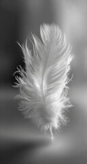 Obraz premium A delicate white feather in soft light