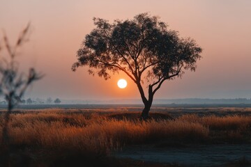 Majestic tree silhouetted against a vibrant sunset in an open field, highlighting the beauty of nature at dusk in high definition