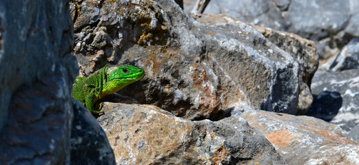 Westliche Riesensmaragdeidechse - Männchen // Balkan green lizard - male (Lacerta trilineata trilineata) - Peloponnes, Griechenland