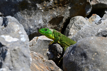 Balkan green lizard - male // Westliche Riesensmaragdeidechse - Männchen (Lacerta trilineata trilineata) - Peloponnese, Greece