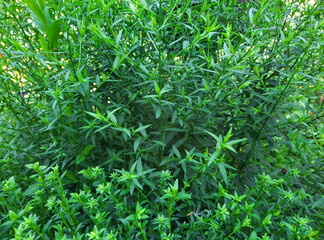 green leaves for background