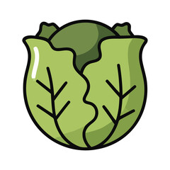 Fresh cabbage vegetable illustration for healthy eating concepts. A simple food icon of a green leafy vegetable.