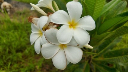 Close-up of fresh white plumeria (frangipani) flowers with water droplets on petals, captured in a lush green garden. Symbol of purity, tropical beauty, and relaxation.
