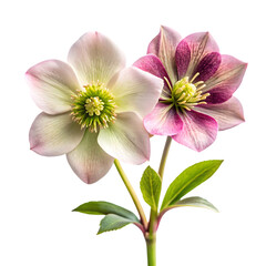 Fototapeta premium Pink and white hellebore flower isolated on transparent background