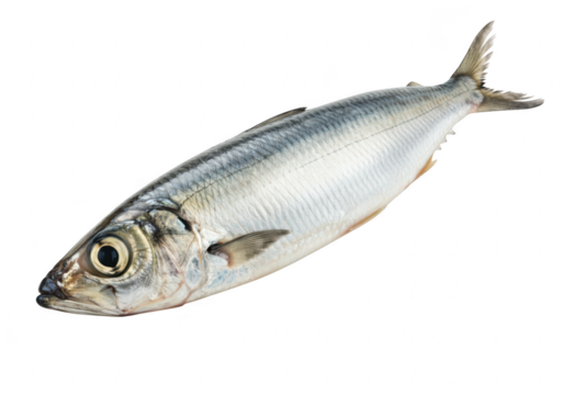 Fresh herring fish isolated on transparent background