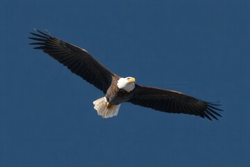 Obraz premium Bald eagle gracefully soaring through a clear blue sky capturing the essence of freedom and majesty in its flight
