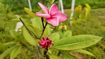 Close-up of pink plumeria (frangipani) flowers blooming in a tropical garden, with one flower in full bloom and another in early bud stage. A symbol of elegance, tropical beauty, and serenity.