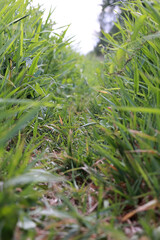 Ground Level Perspective Through Tall Green Grass, Creating A Path Or Tunnel Effect. Bug's Eye View Of Nature. Vertical Shot With Shallow Depth Of Field.