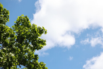 Lush Green Leaves Of A Maple Tree Against A Bright Blue Summer Sky With White Fluffy Clouds. Natural Background With Copy Space For Text.