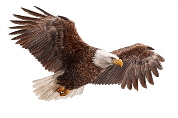 Obraz premium Bald eagle gracefully soaring through the sky with outstretched wings in a vibrant hand-drawn and painted artwork