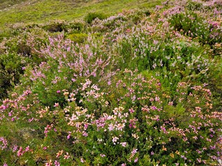 View of the July landscape in Scotland, lush greenery, mountains, heather, cloudy weather