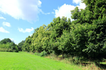 Obraz premium Line of trees alongside the fields at Camer Countrypark