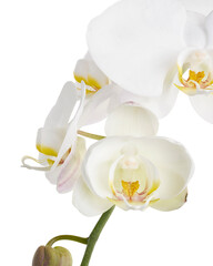 White Phalaenopsis Orchid, Moth Orchids isolated on white background, with clipping path  