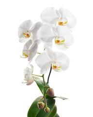 White Phalaenopsis Orchid, Moth Orchids isolated on white background, with clipping path  