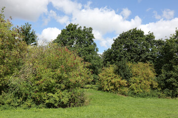 A woodland scene in the North Kent countryside at Camer