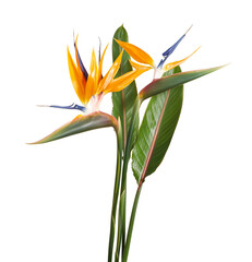 Strelitzia reginae flower, Bird of paradise flower, Tropical flower isolated on white background, with clipping path    