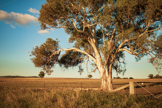 Majestic Australian native gum tree illuminated in golden afternoon light