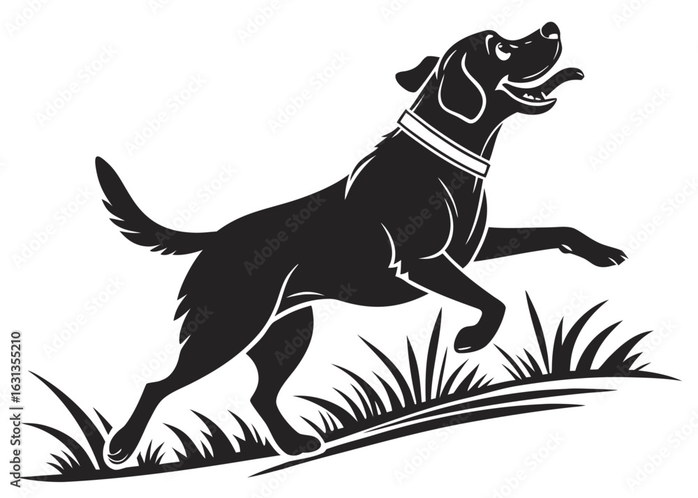 Poster a black labrador retriever running happily through a field of tall grass with its tongue out and col