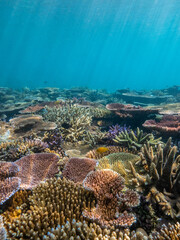 Fish and coral reef, Espiritu Santo, Vanuatu © Mark