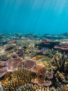 Fish and coral reef, Espiritu Santo, Vanuatu